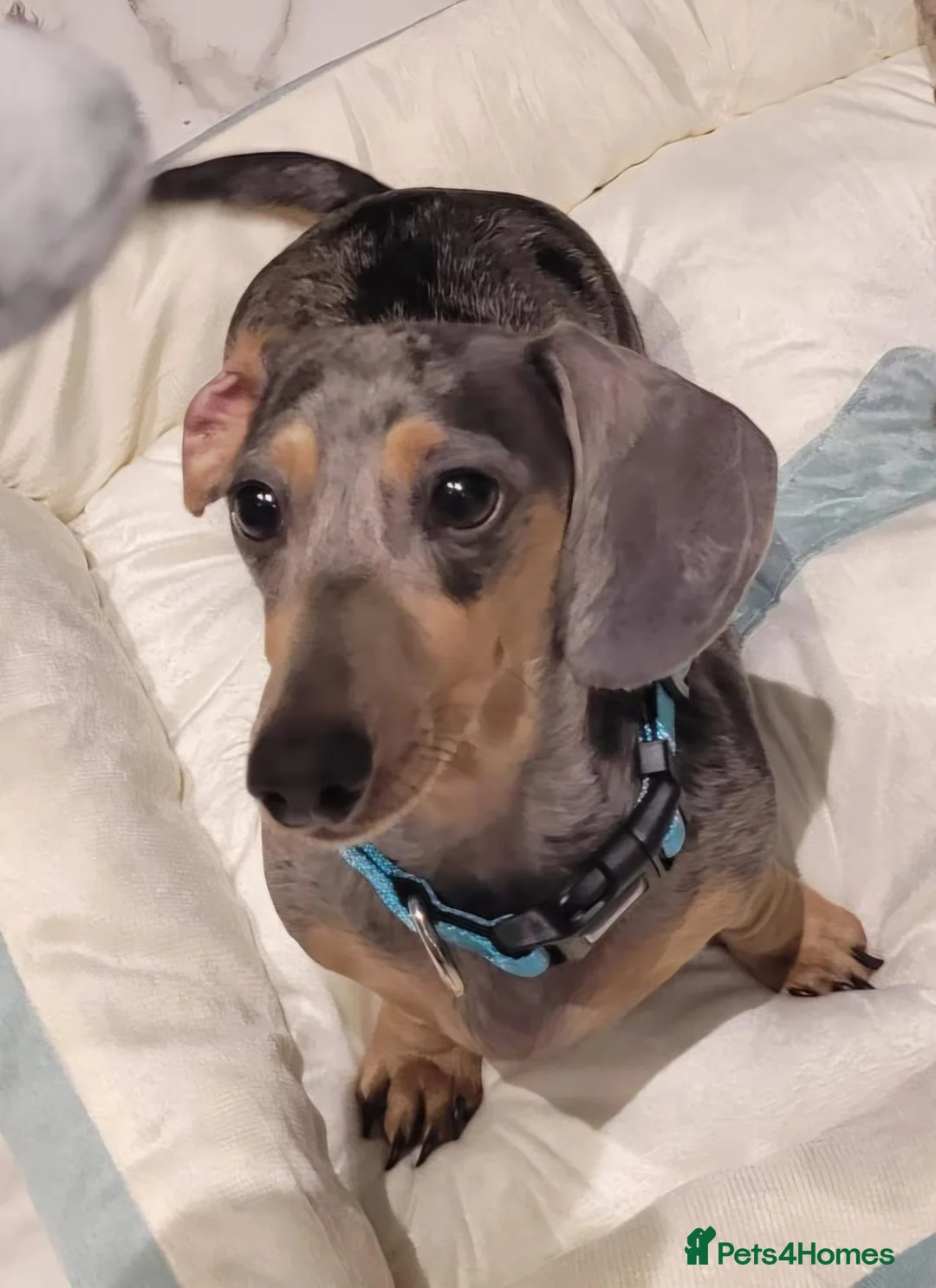 Miniature Dachshund dogs for sale: 🤎 Our Beautiful Miniature Dachshund Babies 🐾 in Willenhall - Advert 2