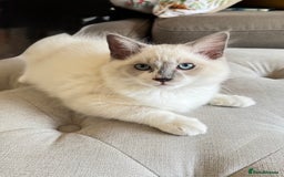 Ragdoll cats for sale: Handsome playful Ragdoll Kitten - Male - Image 1