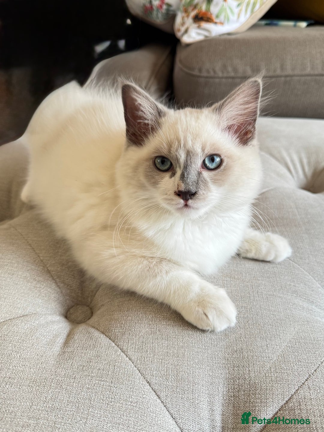 Ragdoll cats for sale: Handsome playful Ragdoll Kitten - Male - Image 1