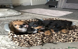 Jack Russell dogs for sale: Jack Russell pups - Image 2