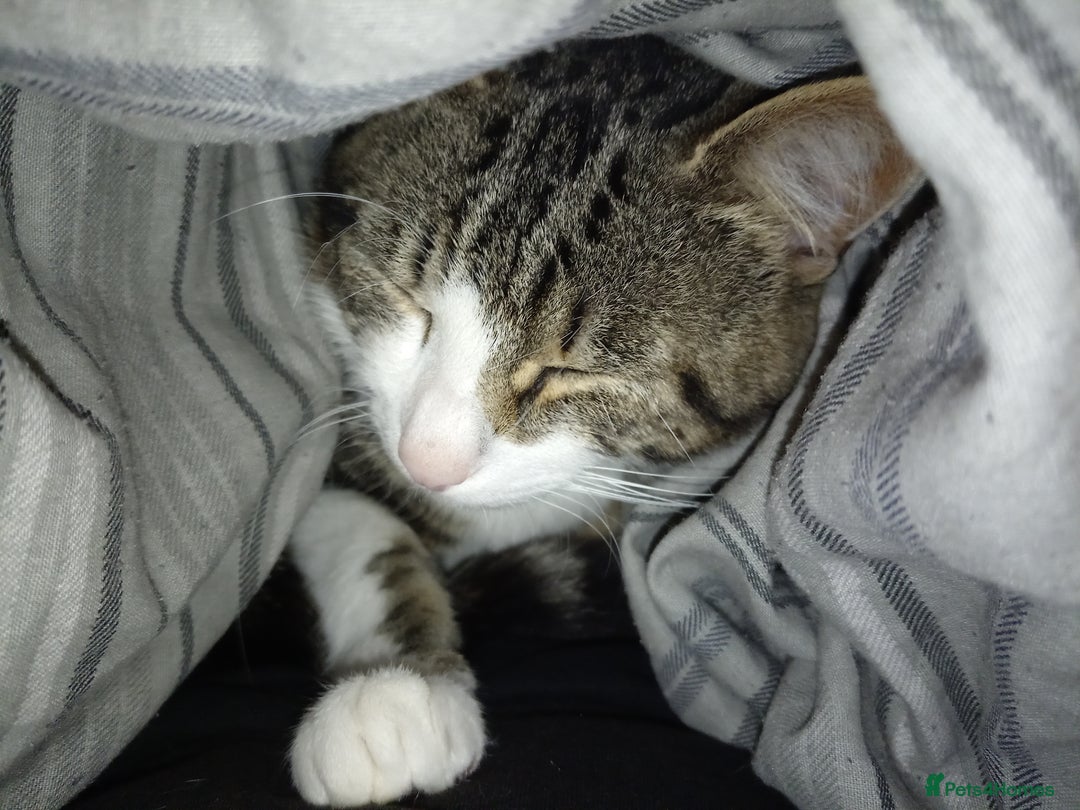 European cats for sale: 3 years old Male Cat  - Image 3