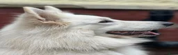 White Swiss Shepherd dogs for sale: Swiss white shepherds puppies  - Advert 5