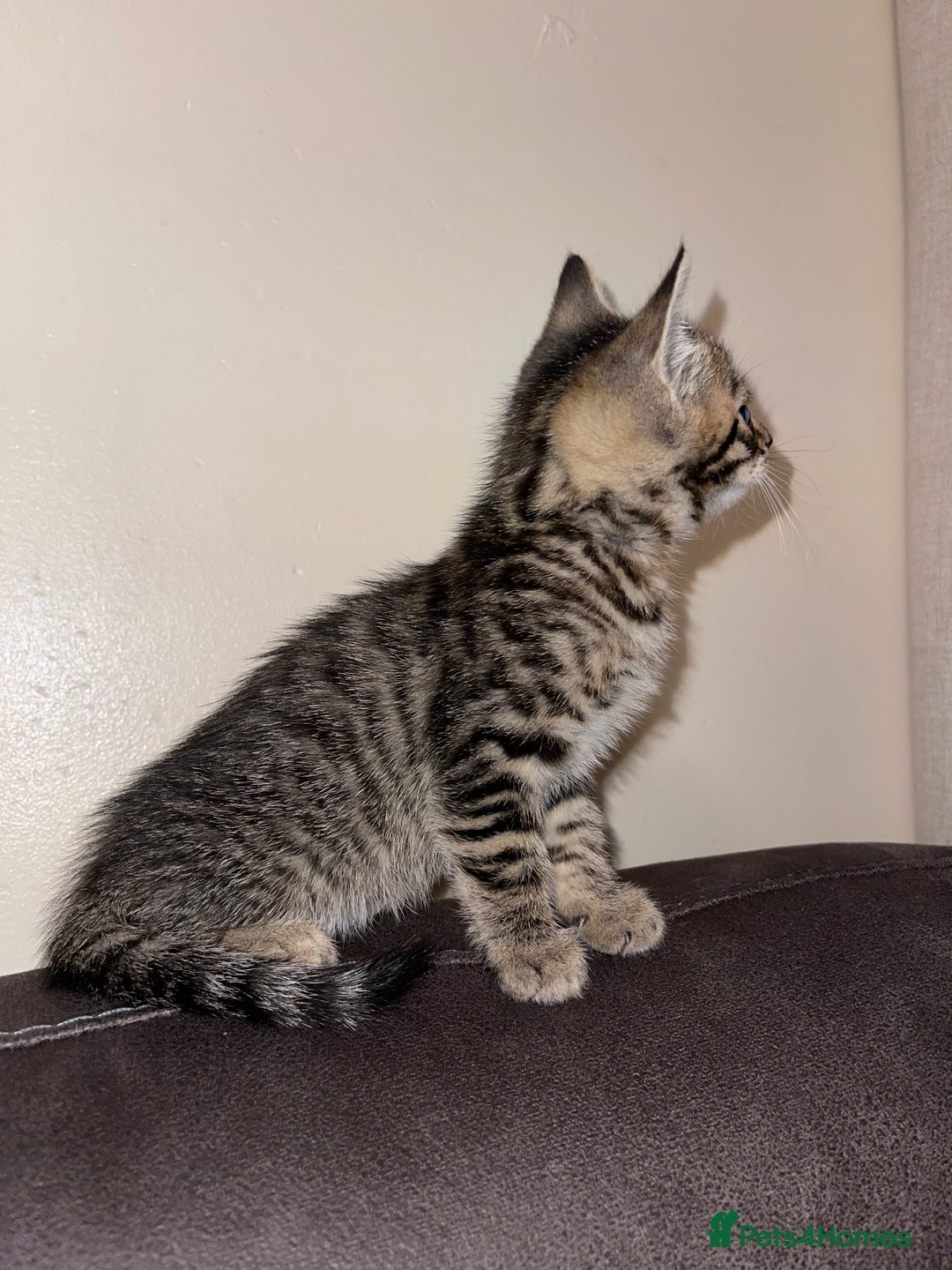 Mixed Breed cats for sale: Bengal mixed kitten  - Advert 10