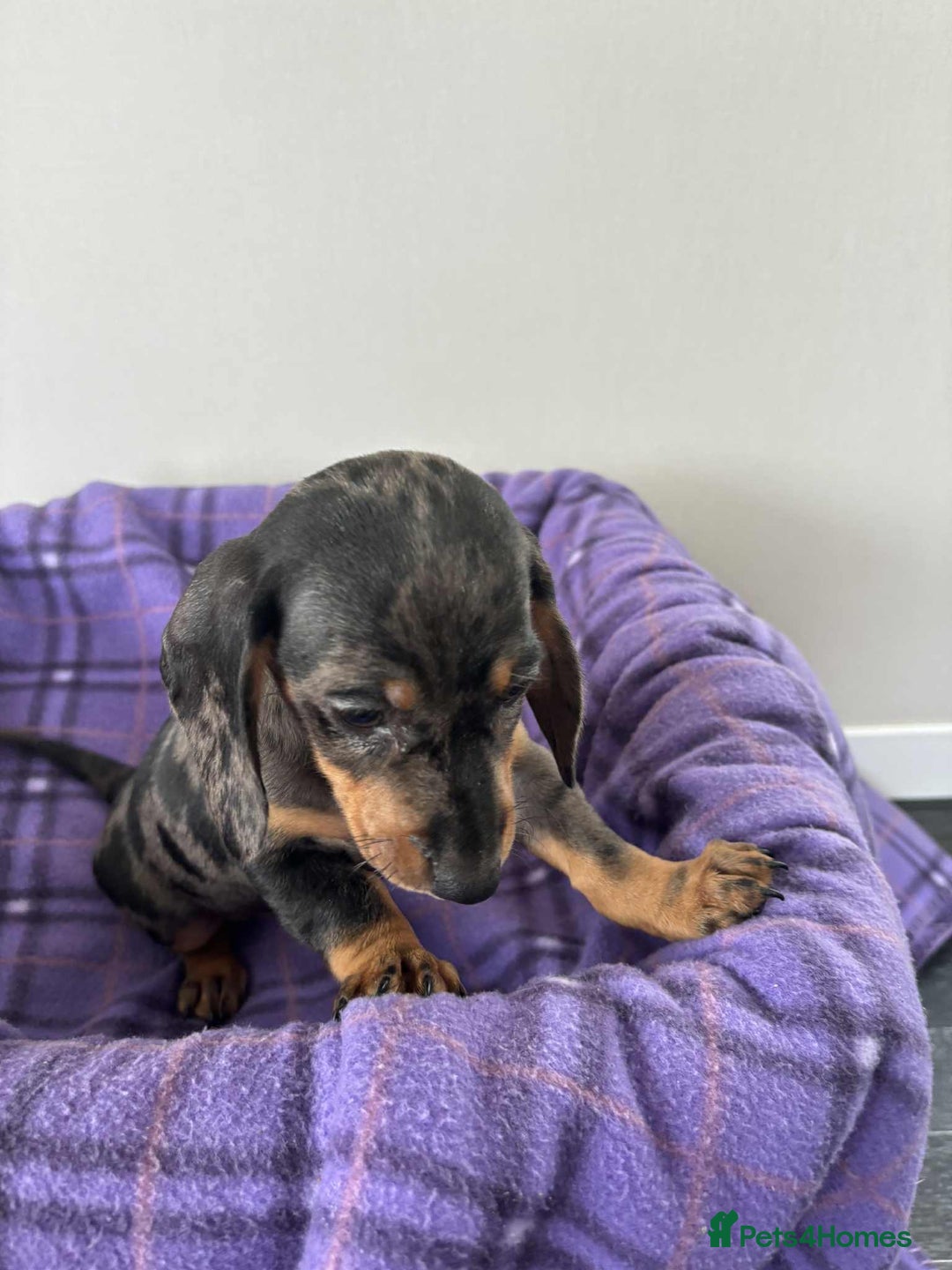 Dachshund dogs for sale: Dachshund puppy’s  - Image 5