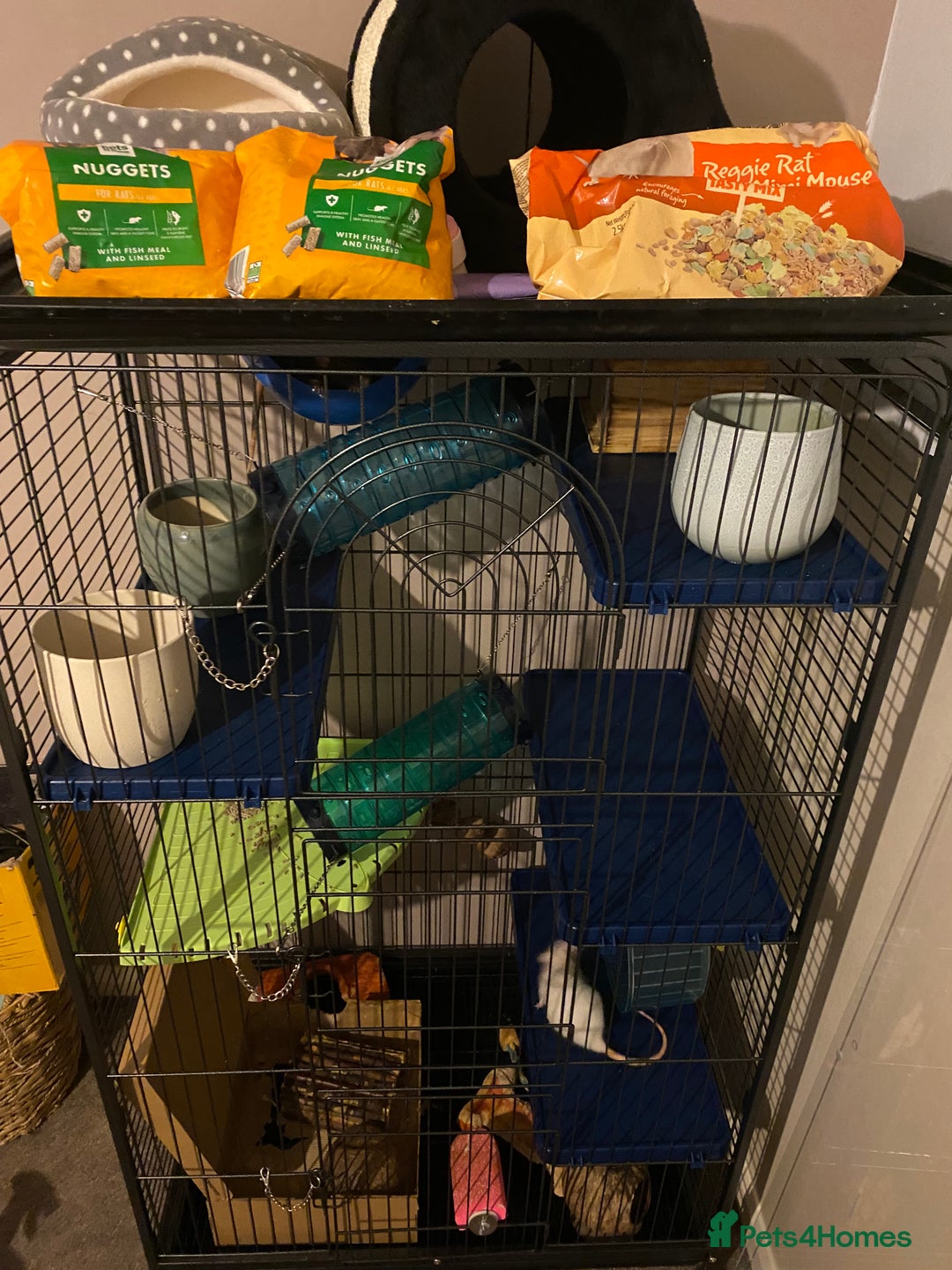 Rat rodents for sale: 2 rats with massive cage and extras - Image 3