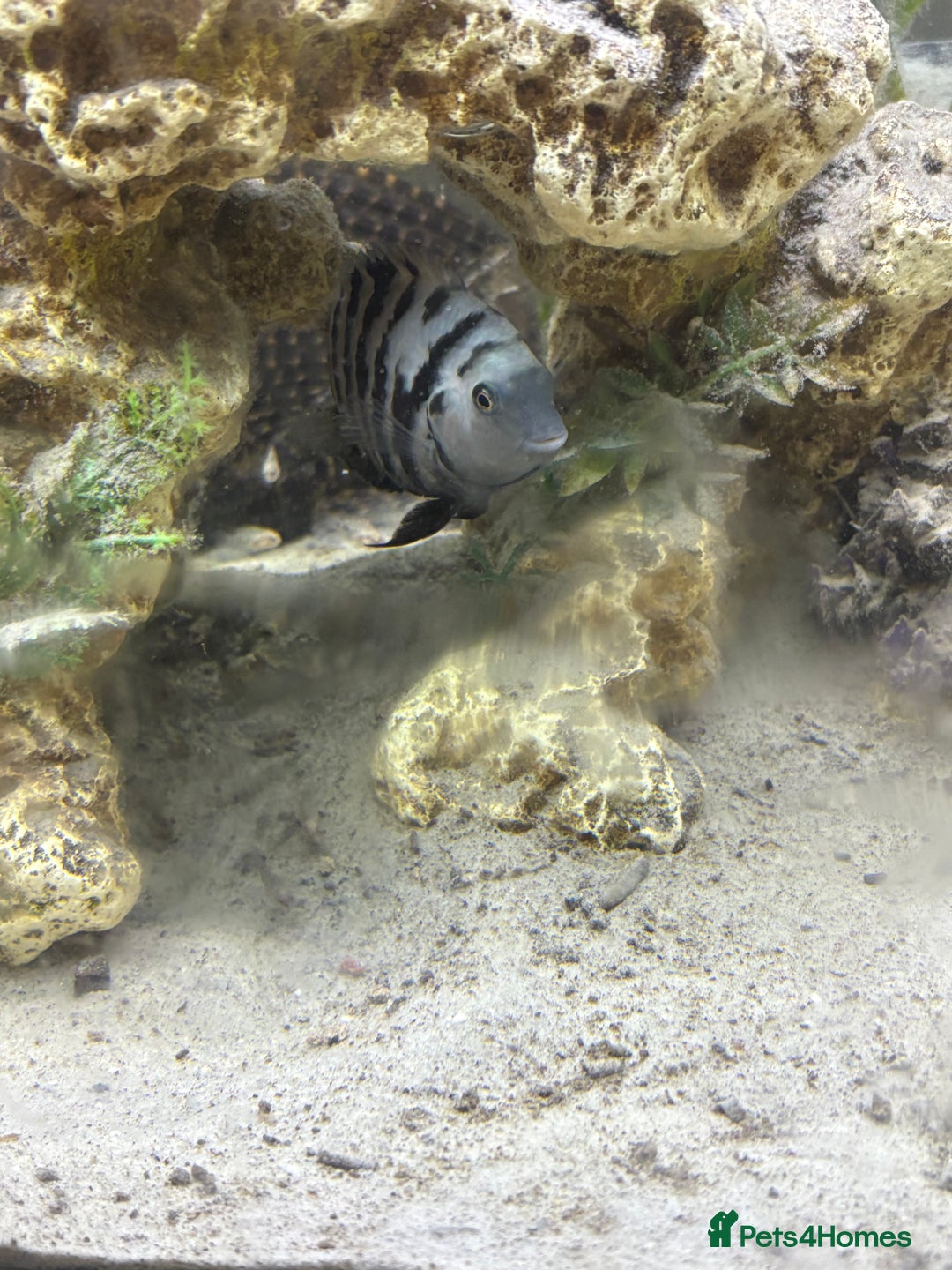 Cichlids fish for sale: Convict cichlids  - Advert 2