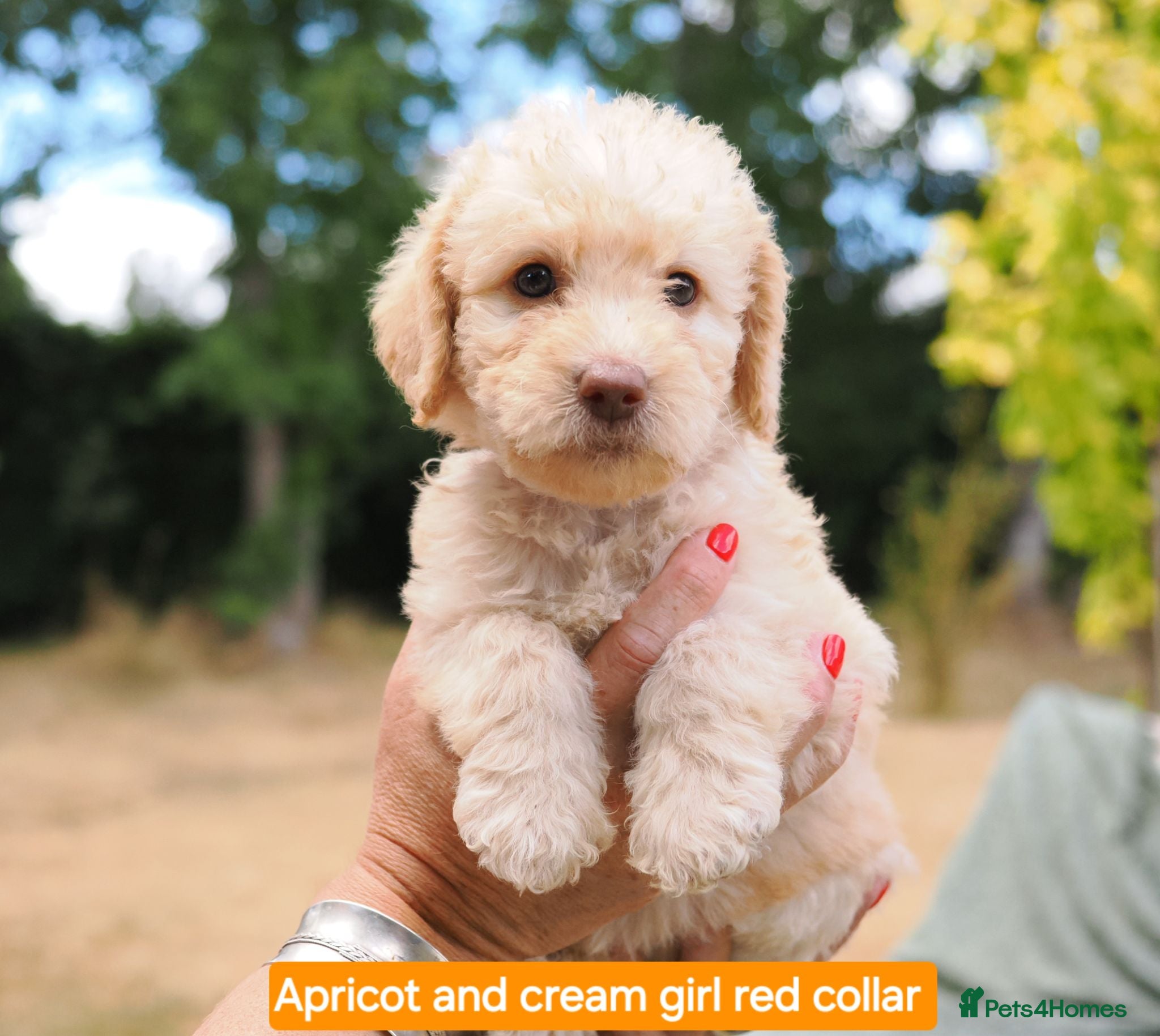 Labradoodle dogs Labradoodles Miniature/Midi Puppies Multi Gen  - Advert 2