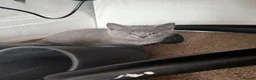 British Shorthair cats for sale: Kittens ready to leave  in Southall - Advert 12