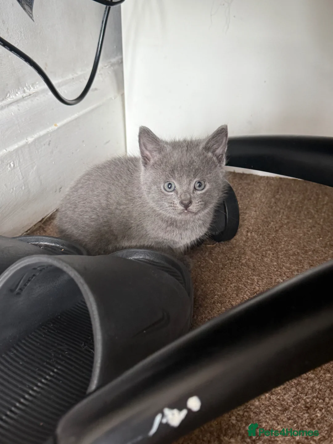 British Shorthair cats for sale: Kittens ready to leave  in Southall - Advert 12