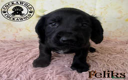 Cocker Spaniel dogs for sale: 🖤 Quality Cocker Spaniels 🖤 Ready Now 🖤 - Image 7