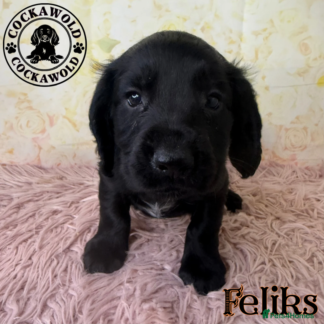 Cocker Spaniel dogs for sale: 🖤 Quality Cocker Spaniels 🖤 Ready Now 🖤 - Image 7