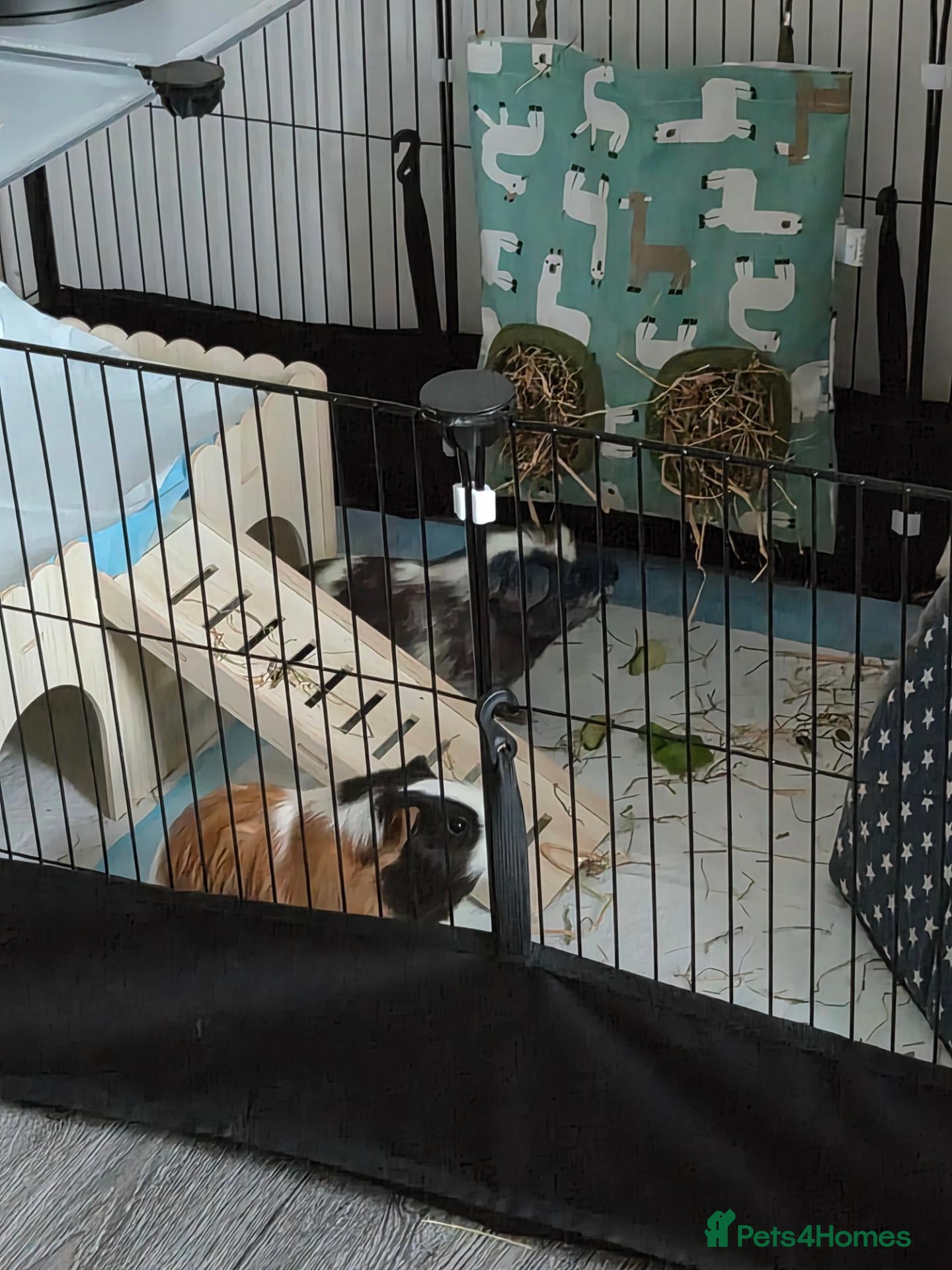 Guinea Pig rodents Guinea pigs and set up for sale  - Advert 1