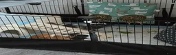 Guinea Pig rodents for sale: Guinea pigs and set up for sale  in Berkeley - Advert 1