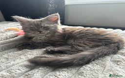 Maine Coon cats for sale: XXL Maine Coon Kittens Double TICA Champion lines  - Image 31