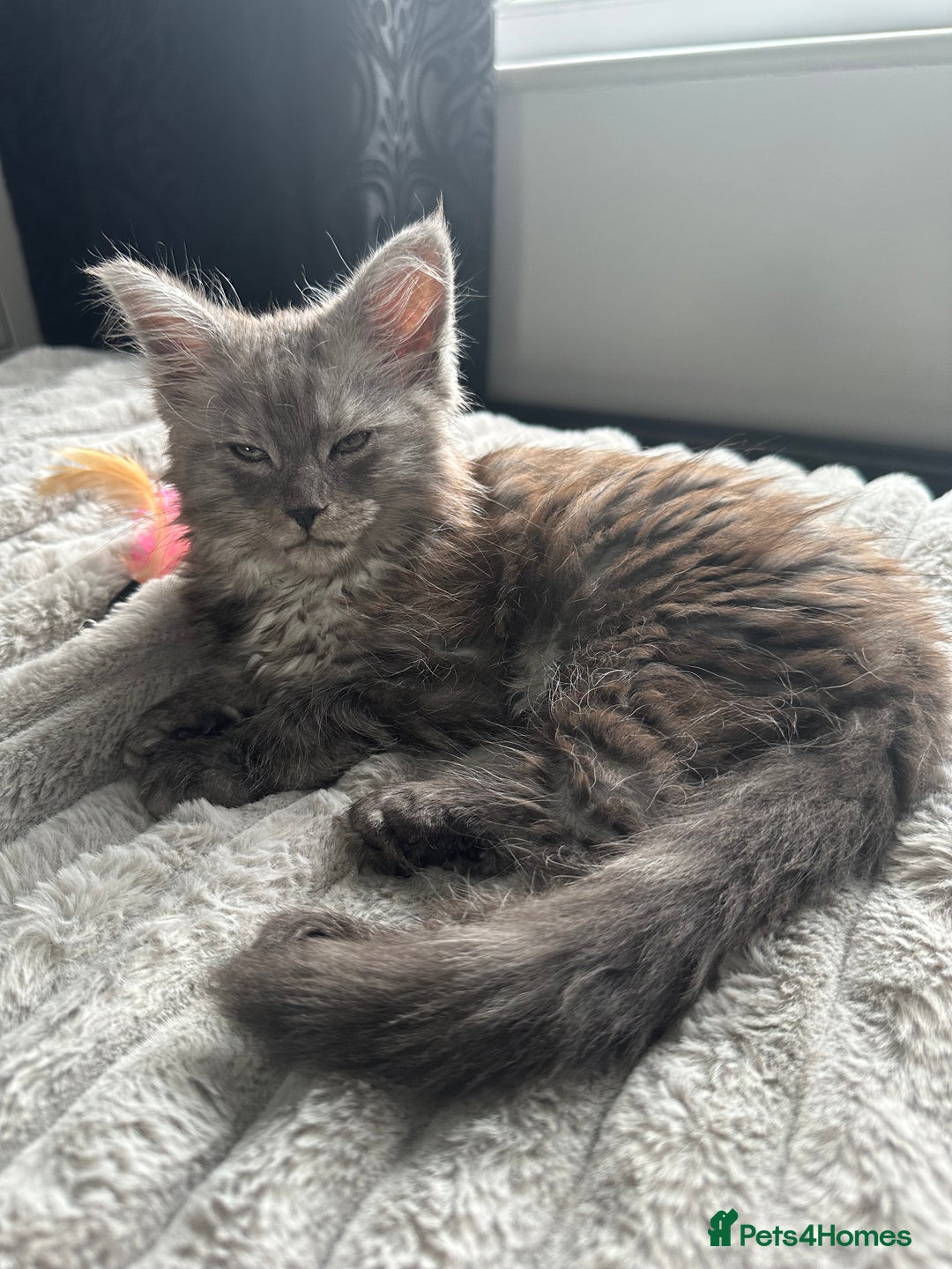 Maine Coon cats for sale: XXL Maine Coon Kittens Double TICA Champion lines  - Image 31