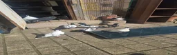 Pigeons birds for sale: Afghani pigeons for sale  - Advert 10