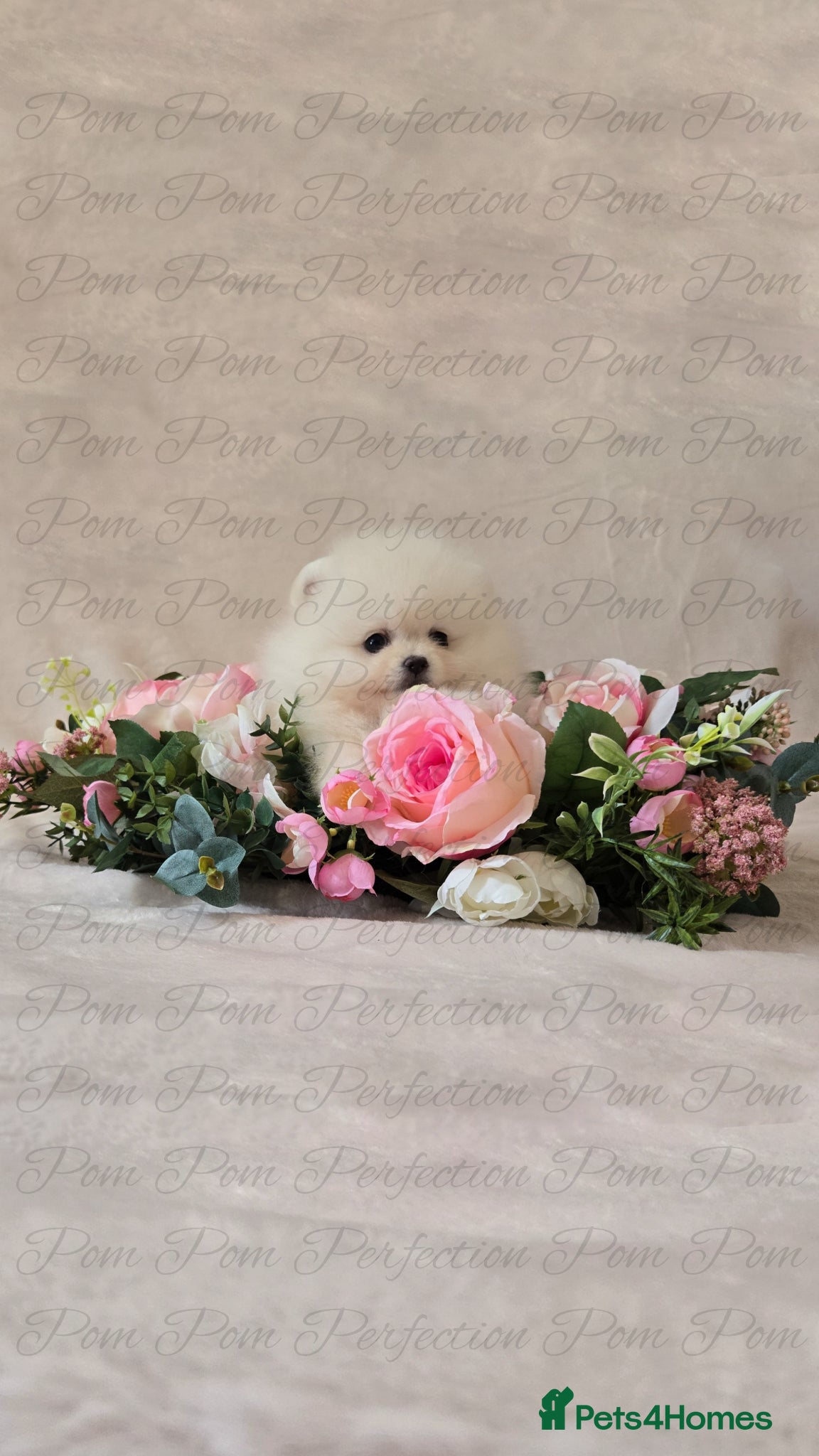 Pomeranian dogs for sale: Teddy Bear Pomeranian Puppies - Advert 9
