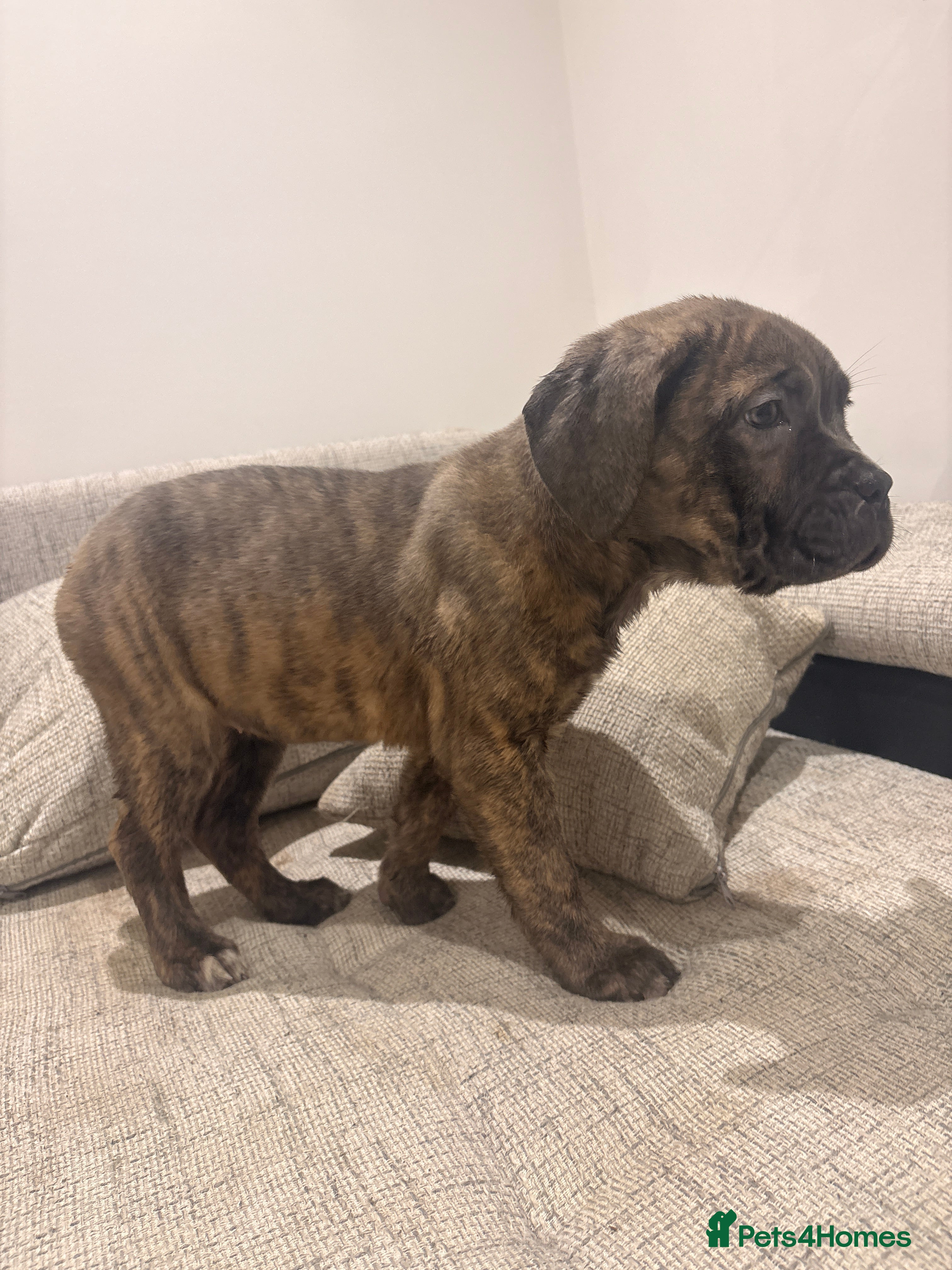 Mixed Breed dogs Puppies for Sale & Ready to go!! - Advert 1