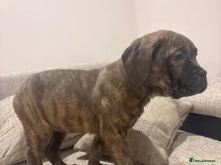 Mixed Breed dogs Puppies for Sale & Ready to go!! - Advert 2