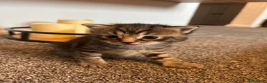 Mixed Breed Kitten 2