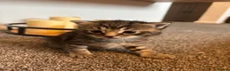Mixed Breed cats for sale: Ragdoll x kittens  - Advert 14