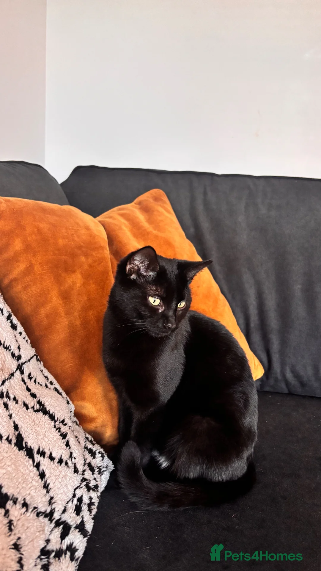 Mixed Breed cats for sale: Rehoming gorgeous girl  - Advert 2