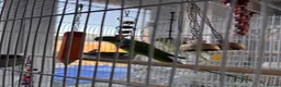 Parrots birds for sale: 2 x Indian ring neck parrots in Devizes - Advert 5