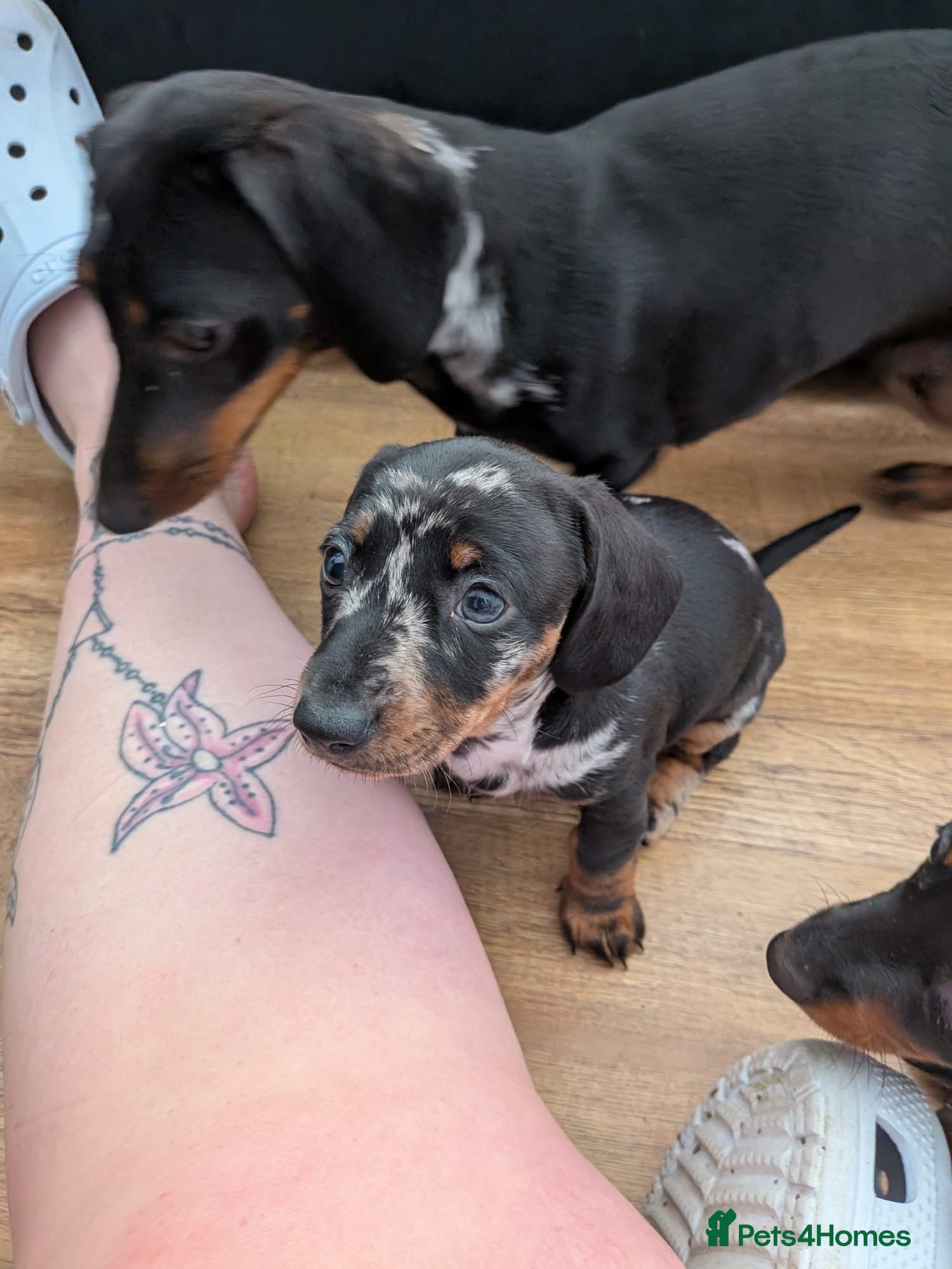 Miniature Dachshund dogs 2 beautiful dachshund pups  - Advert 3