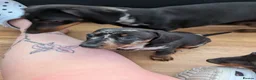 Miniature Dachshund dogs for sale: 2 beautiful dachshund pups  - Advert 1