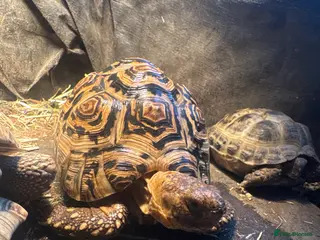 Tortoise reptiles 1 tortoise and full set up - Advert 20