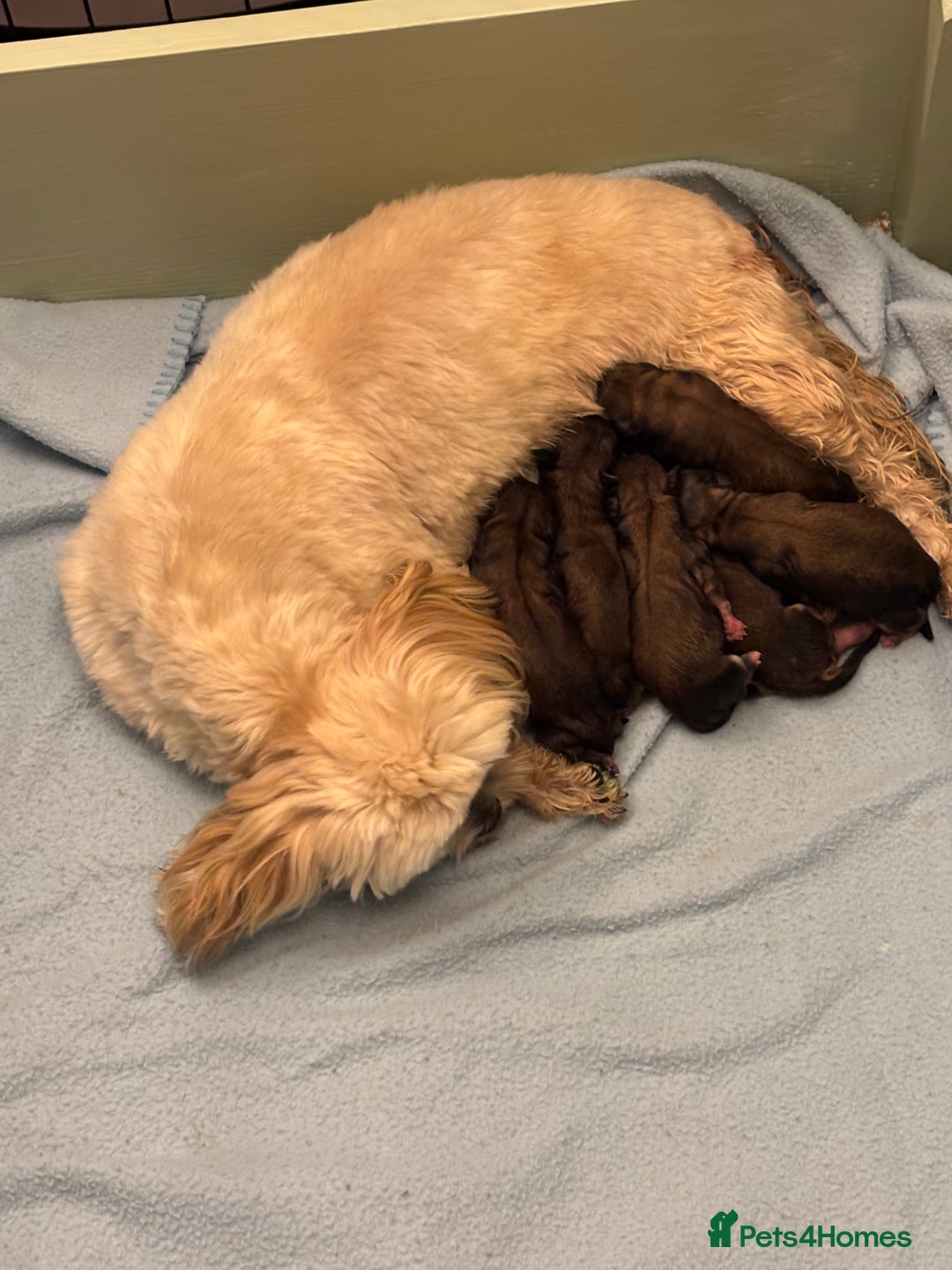 Shih Tzu dogs for sale: Beautiful Shih Tzu puppies - Image 19