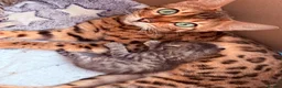 Bengal cats for sale:     Stunning Bengal Cross Kittens  - Advert 1
