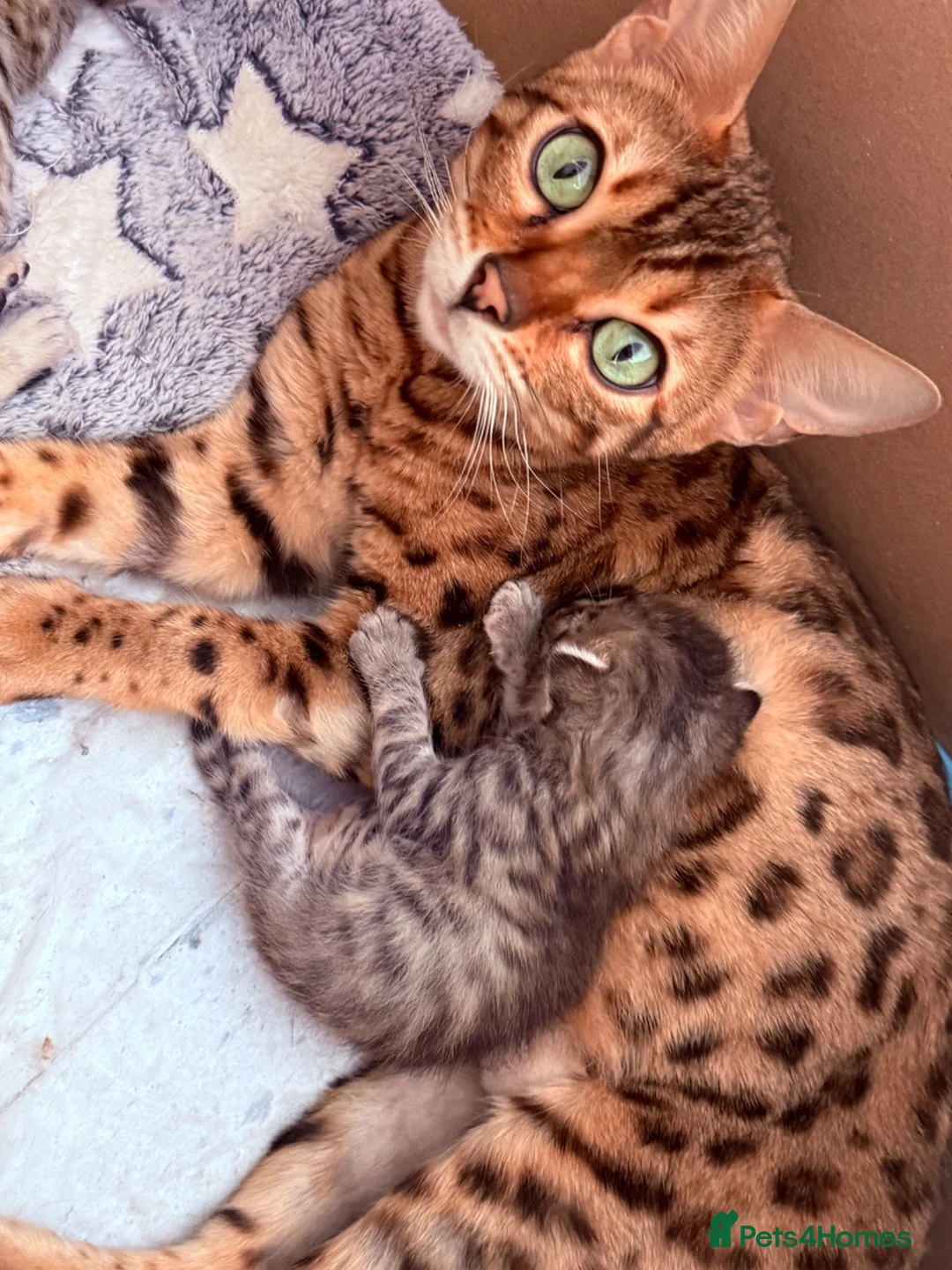 Bengal cats for sale:     Stunning Bengal Cross Kittens  - Advert 1