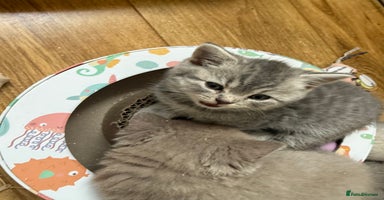 British Shorthair cats - Advert 2