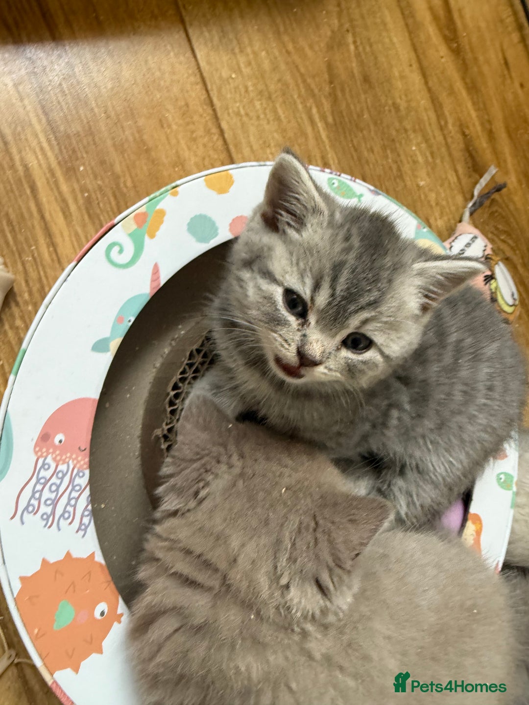 British Shorthair cats for sale: Pedigree British shorthair kittens ready in 2 week - Image 4