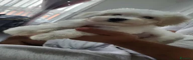 Maltese 1