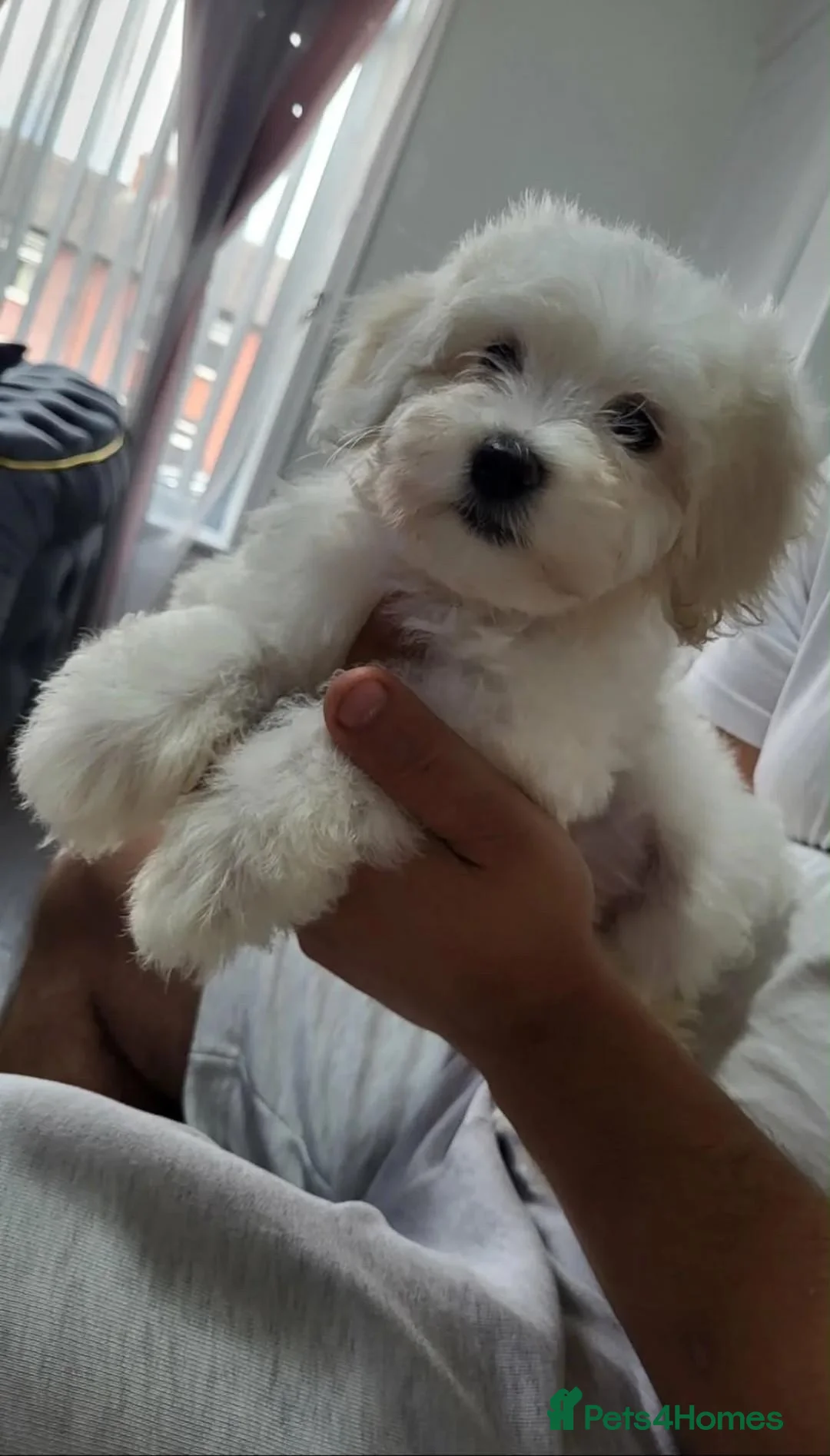 Maltese dogs for sale: Gorgeous Pure Maltese Puppies — 1 Boys, 2 Girls. - Advert 2