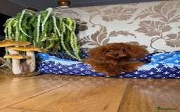 Toy Poodle dogs for sale: Asian micro poodle Boy - Image 15