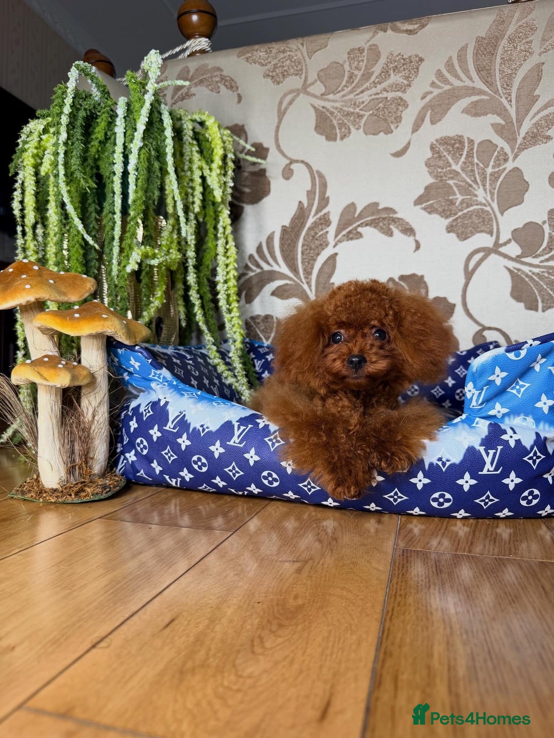 Toy Poodle dogs for sale: Asian micro poodle Boy - Image 15