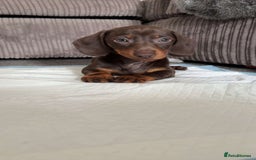 Dachshund dogs for sale: Dachshund for sale  - Image 4