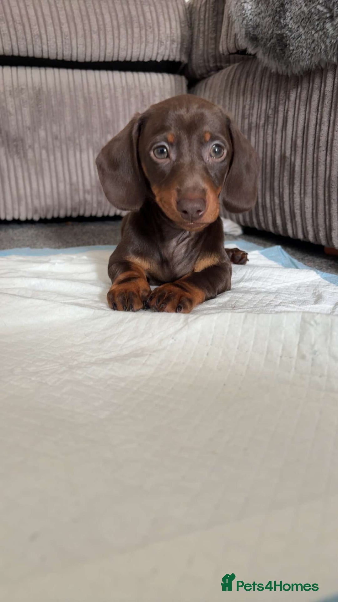 Dachshund dogs for sale: Dachshund for sale  - Image 4