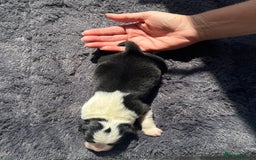 Australian Shepherd dogs for sale: KC registered Australian Shepard puppies - Image 14