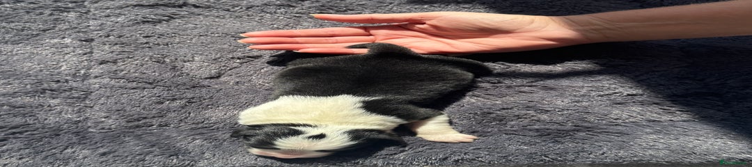 Australian Shepherd Puppy 5