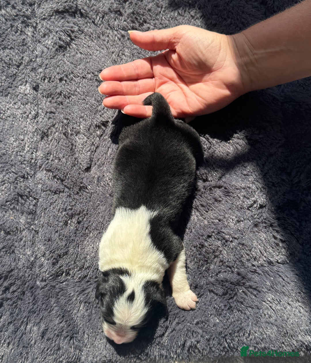 Australian Shepherd dogs for sale: KC registered Australian Shepard puppies - Image 14