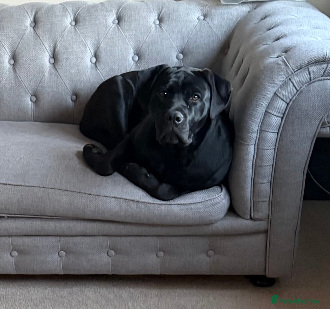 Mixed Breed dogs for sale: 8 month old male cane corso for new loving home - Advert 23