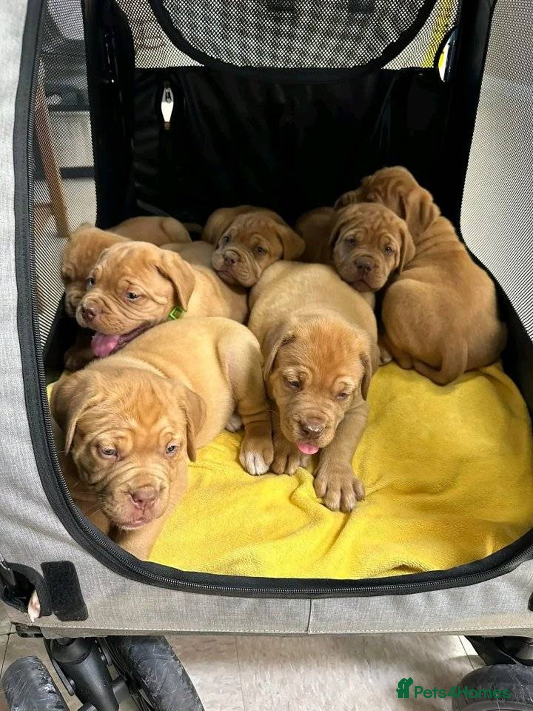 Dogue De Bordeaux dogs for sale: Dogue de Bordeaux puppies now available! - Image 3