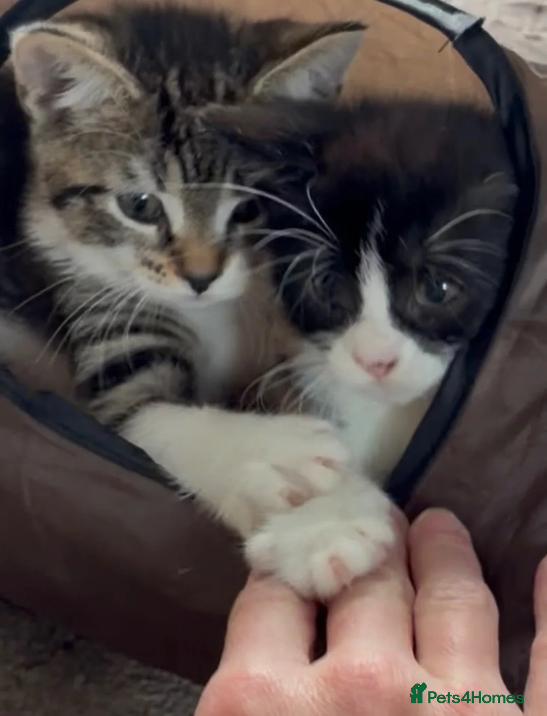 Domestic Shorthair cats for sale: Kitten looking for an extra special home - Advert 1