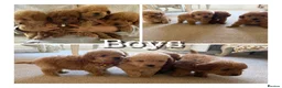 Cavapoo dogs for sale: Luxury small cavapoo - Advert 5