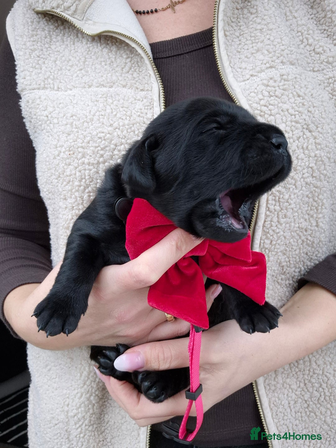 Labrador Retriever dogs for sale: Beautiful Puppies Looking for Loving Homes - Advert 2