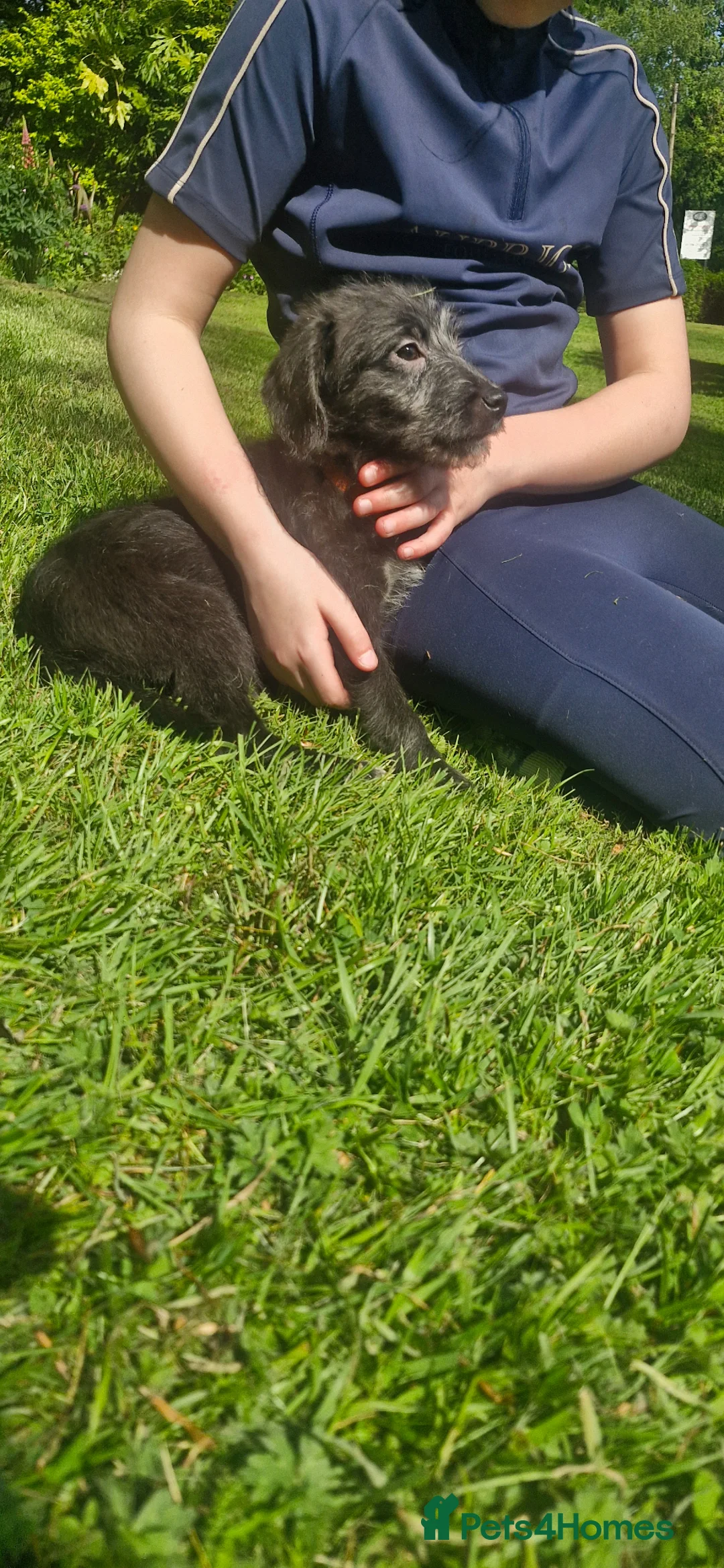 Mixed Breed dogs for sale: F1 Whippet Bedlington READY NOW 💫 3 left  - Advert 2